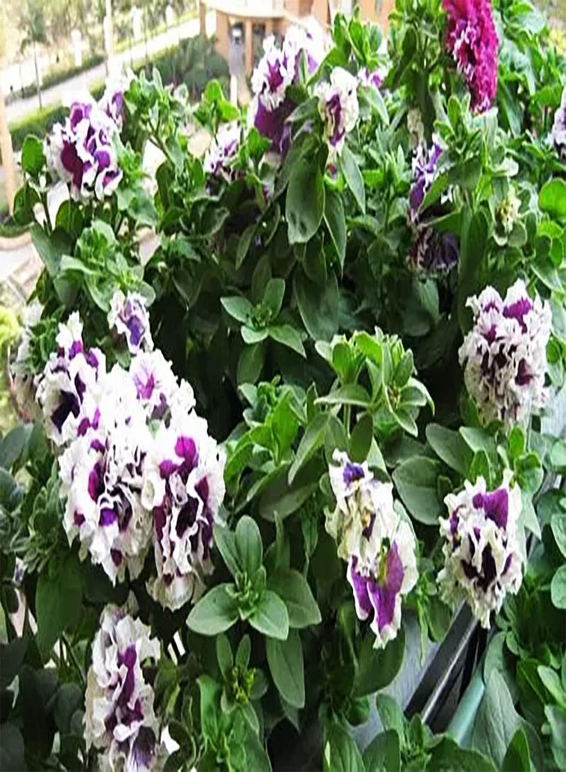 GGOOT 200pcs Witte  Zaden Decoratieve Tuin ERF Gemakkelijk Groeien Buiten Rand Zeldzame Variëteiten Hielden Weinig Onderhoud - Image 2