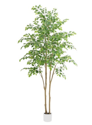 180CM Tall Dual-Stem Ficus