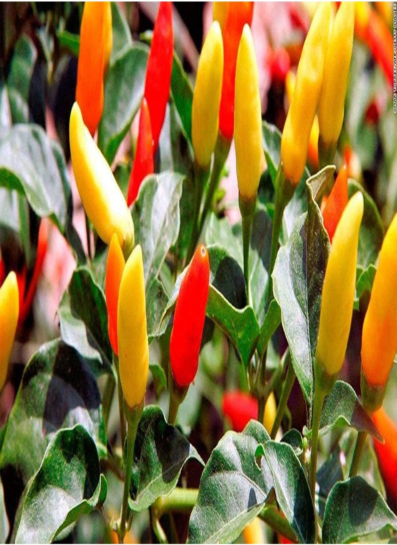 Tabasco, (Capsicum frutescens) 100PCS Seeds for Planting, Open Pollinated, Heirloom, Non GMO, Solanaceae, Greenleaf Strain, Naga Jolokia, jalape?o, Great for Making Hot Sauce! - pzsku/Z92E1152483045153DB07Z/45/_/1733396528/6d25e36d-ebac-41e5-911d-a0fda3b14a6e