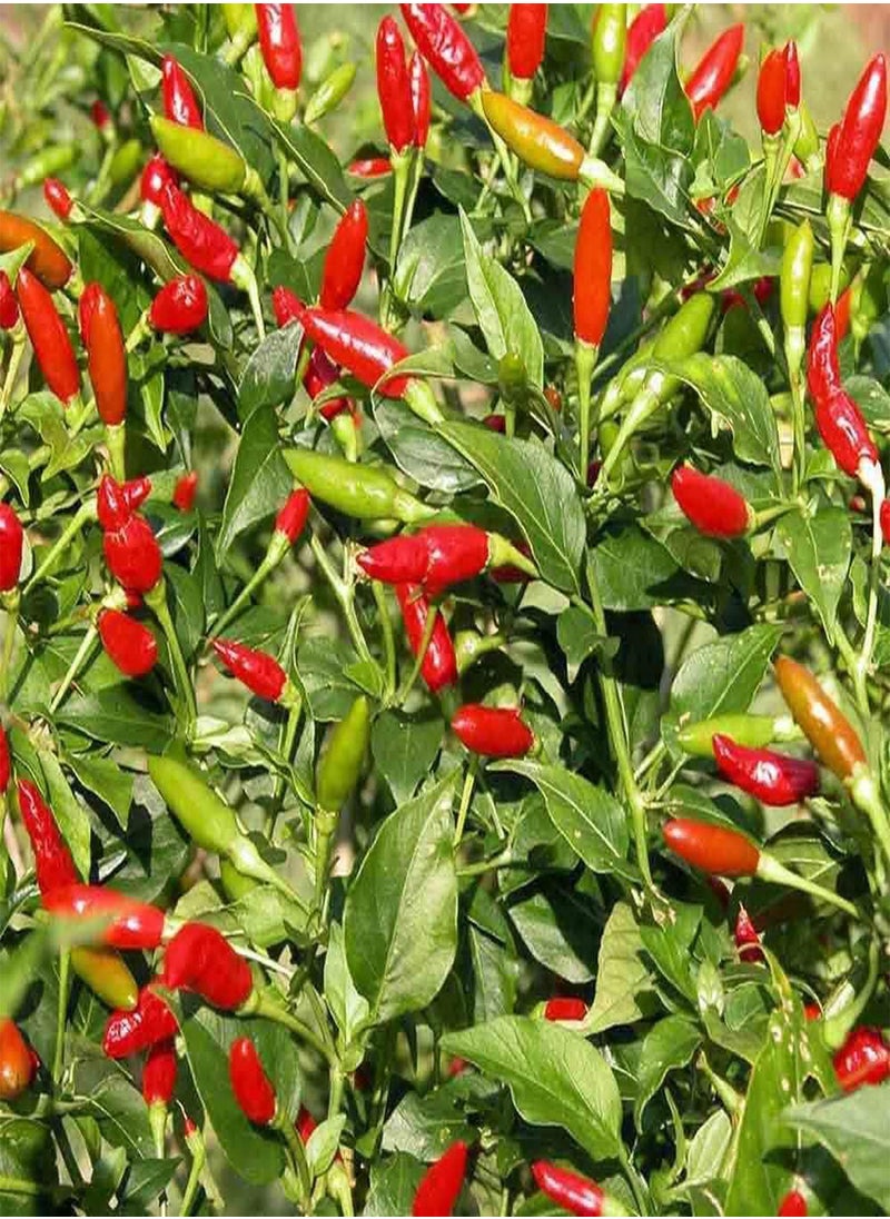 Tabasco, (Capsicum frutescens) 100PCS Seeds for Planting, Open Pollinated, Heirloom, Non GMO, Solanaceae, Greenleaf Strain, Naga Jolokia, jalape?o, Great for Making Hot Sauce! - pzsku/Z92E1152483045153DB07Z/45/_/1733396532/bfee4c2e-4d80-4030-876f-29d38c72ca3e