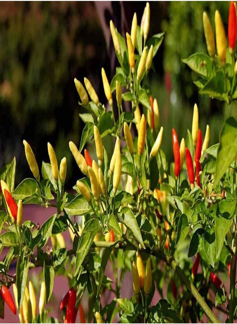 Tabasco, (Capsicum frutescens) 100PCS Seeds for Planting, Open Pollinated, Heirloom, Non GMO, Solanaceae, Greenleaf Strain, Naga Jolokia, jalape?o, Great for Making Hot Sauce! - pzsku/Z92E1152483045153DB07Z/45/_/1733396534/25e39b7f-28e7-44b8-996e-d02eb1a001fd