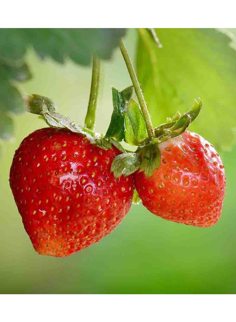 vsell24 Pack of 3 Sweet Harvest Strawberry Seeds - Premium Quality for Home Gardening - Image 2