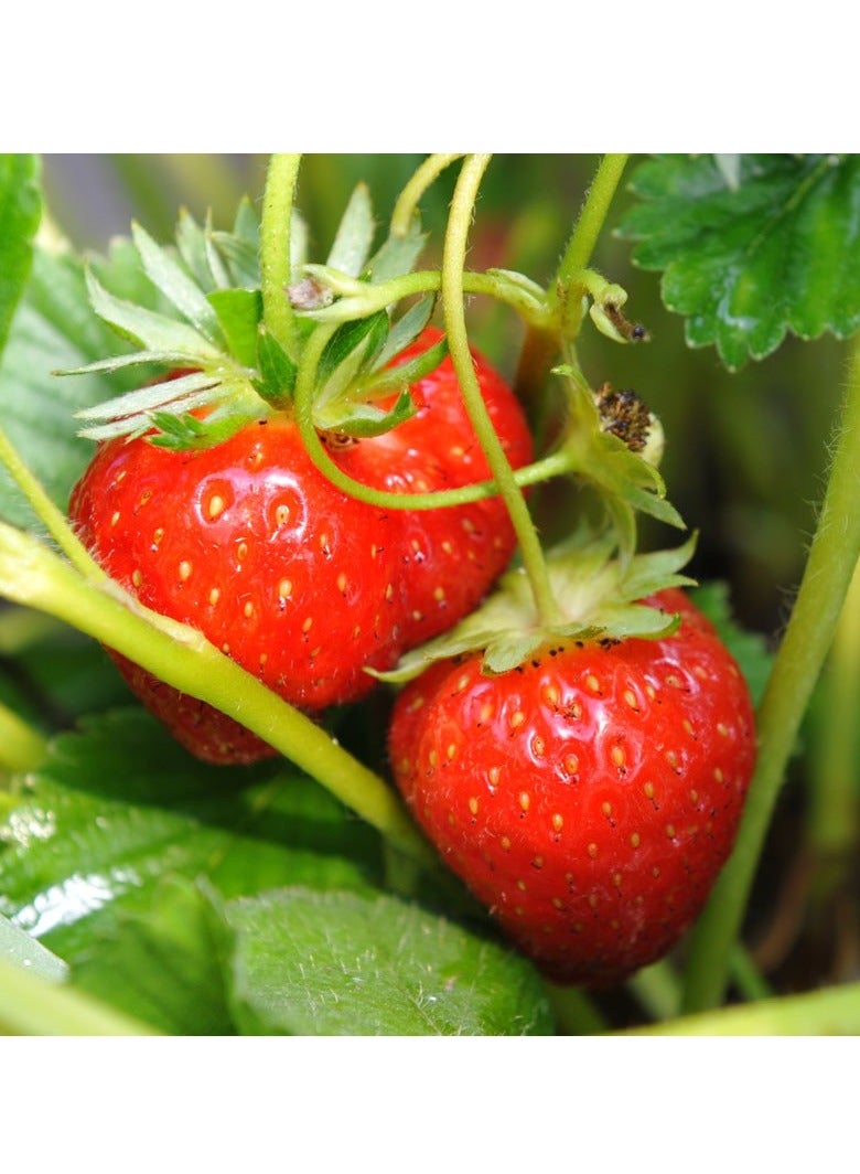 vsell24 Pack of 3 Sweet Harvest Strawberry Seeds - Premium Quality for Home Gardening - Image 4