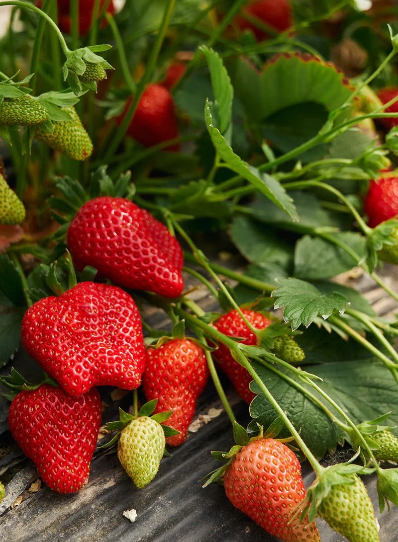 vsell24 Pack of 3 Sweet Harvest Strawberry Seeds - Premium Quality for Home Gardening - Image 1