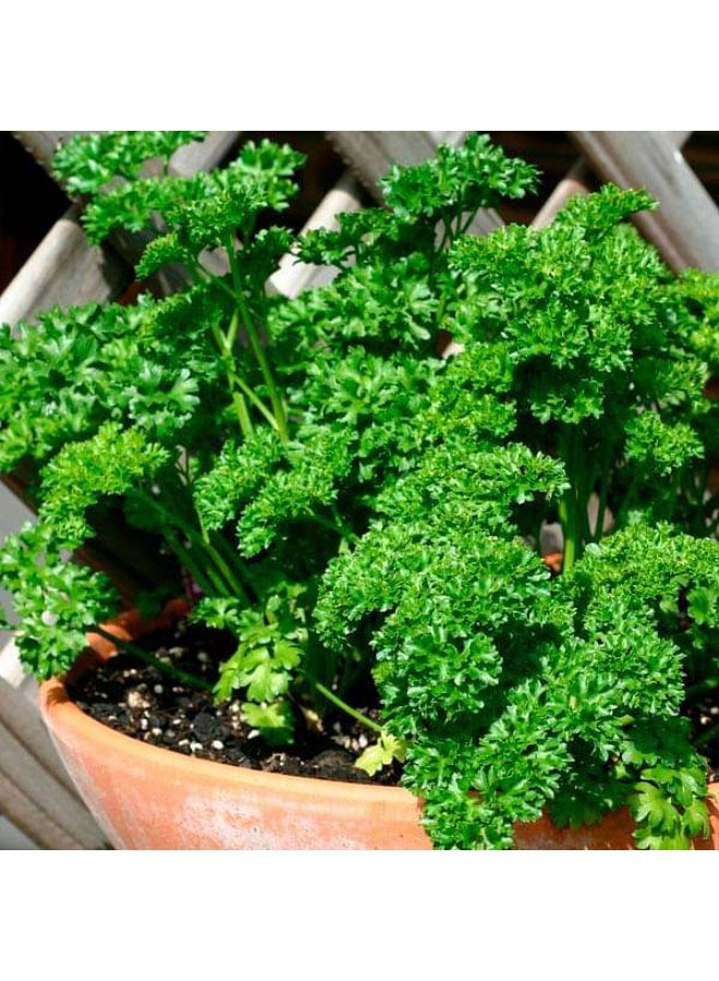 Parsley Forest Green Vegetable Seeds