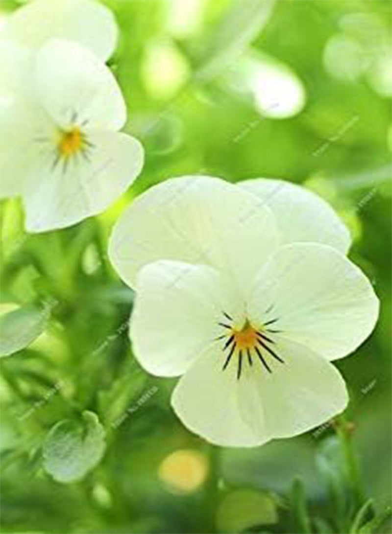 HIGH GROWTH SEEDS ONLY NOT PLANTS: SEEDS - 100 Pcs Exotic Seed Pansy Seeds Mix Color Wavy Viola Flower Seeds Indoor Bonsai Seed DIY HOMEe&Garden 15