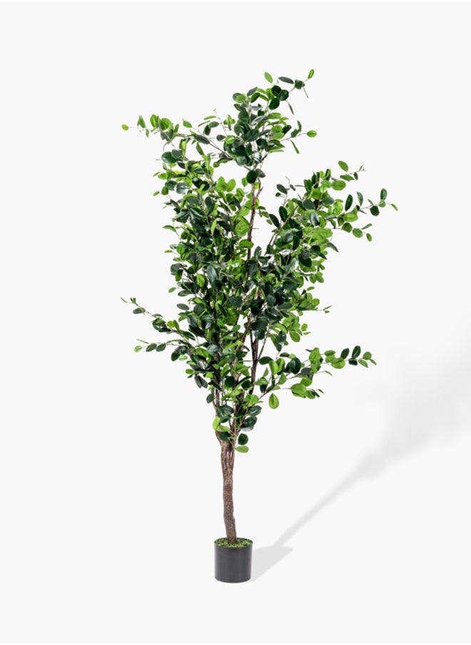 2XL Home Ficus Tree  - Image 1