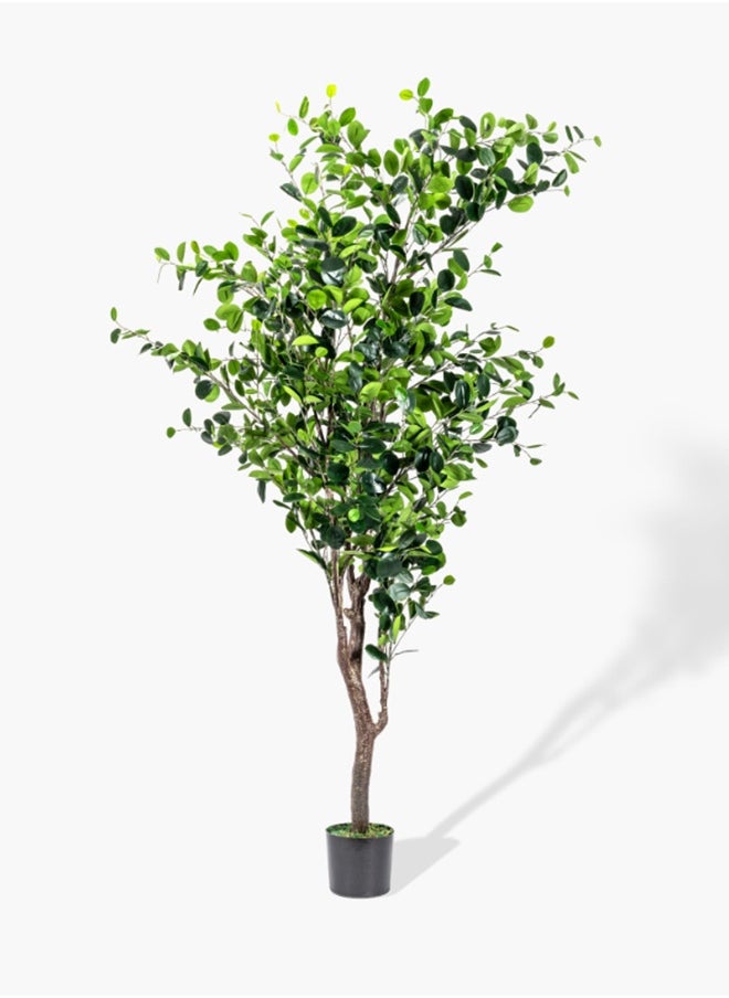 2XL Home Ficus Tree  - Image 2