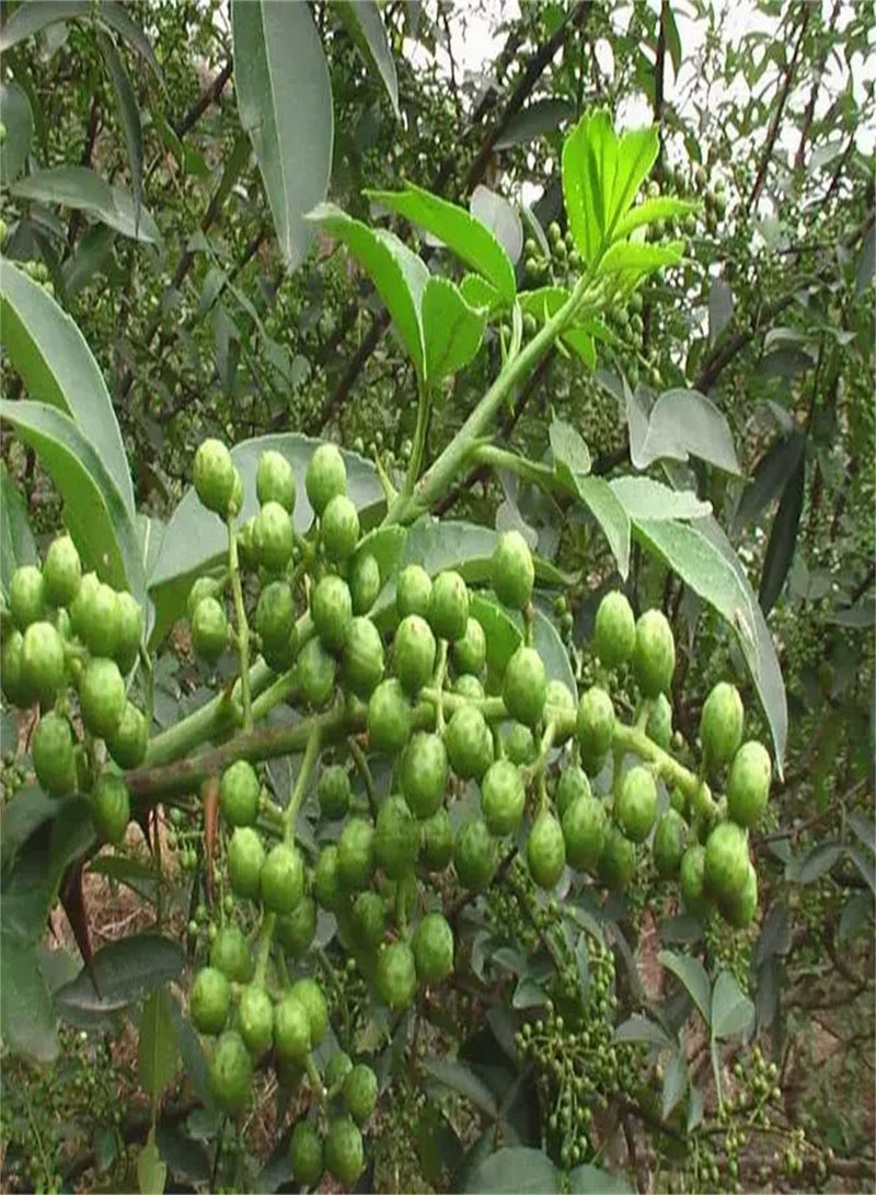 جي جوت 50 قطعة من بذور زانثوكسيلوم تنتمي إلى الأشجار الصغيرة المتساقطة الأوراق، وهي من الخضراوات الأساسية المفضلة لمزارعي البستنة المنزلية، ولا تلتزم بمتطلبات التربة بشكل صارم - Image 2