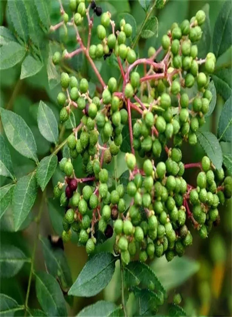 جي جوت 50 قطعة من بذور زانثوكسيلوم تنتمي إلى الأشجار الصغيرة المتساقطة الأوراق، وهي من الخضراوات الأساسية المفضلة لمزارعي البستنة المنزلية، ولا تلتزم بمتطلبات التربة بشكل صارم - Image 1