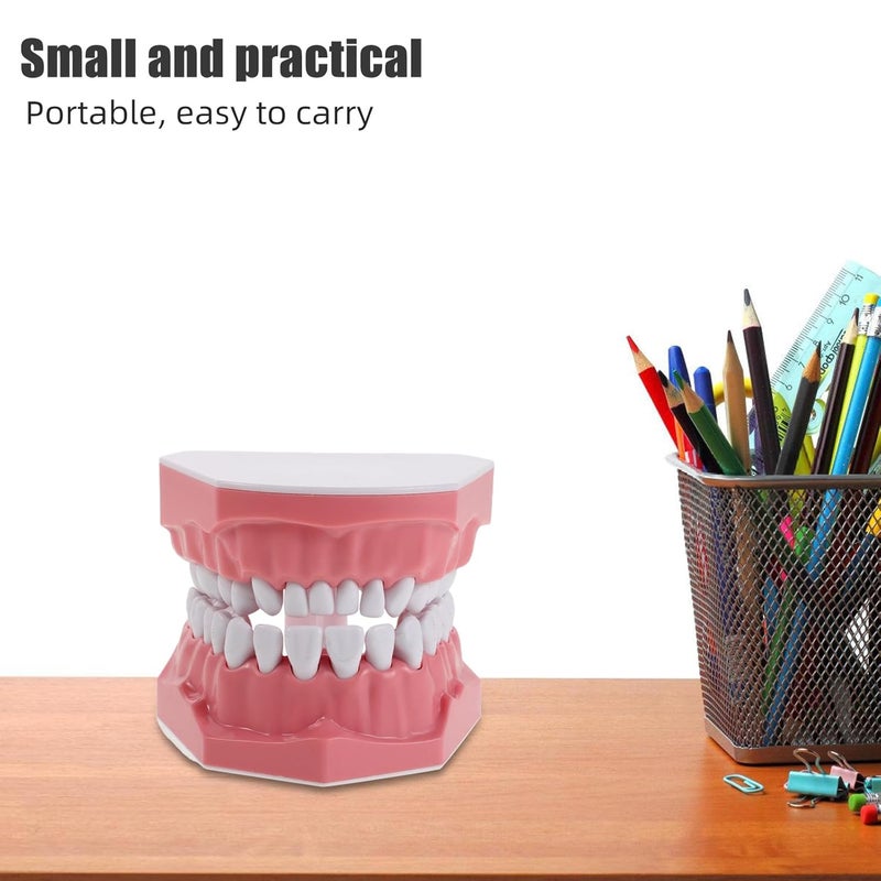 نموذج توضيحي قياسي لتايبودونت، أسنان بالغة، مستلزمات تعليمية تعليمية للمدرسة والدراسة - Image 4