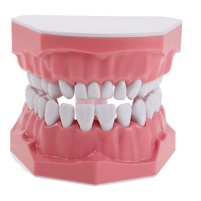 نموذج توضيحي قياسي لتايبودونت، أسنان بالغة، مستلزمات تعليمية تعليمية للمدرسة والدراسة - Image 1