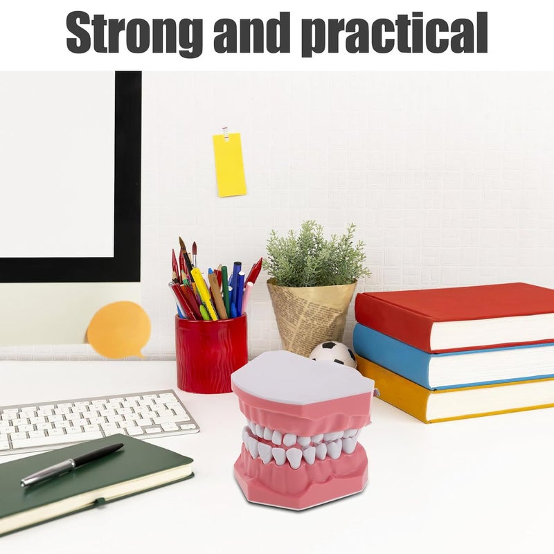 نموذج توضيحي قياسي لتايبودونت، أسنان بالغة، مستلزمات تعليمية تعليمية للمدرسة والدراسة - Image 5