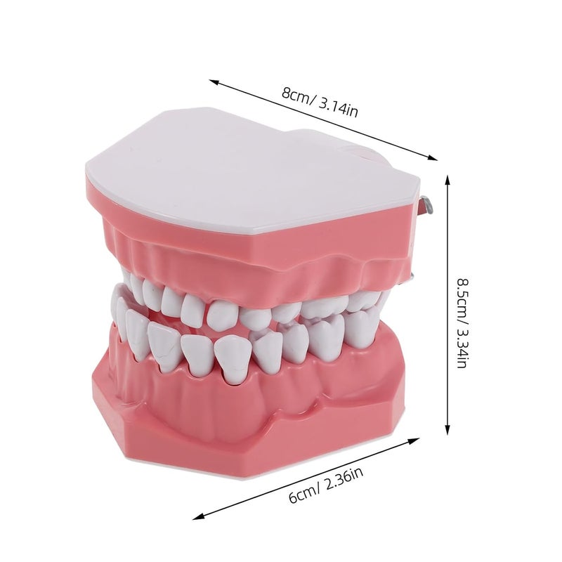 نموذج توضيحي قياسي لتايبودونت، أسنان بالغة، مستلزمات تعليمية تعليمية للمدرسة والدراسة - Image 3