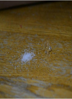 Small Water Storing Polymer Crystals for Insects and Plants (1mm Diameter) by Five-Star Feeders (2 Ounces)