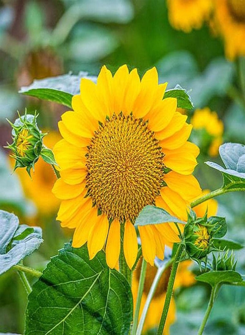 جي جوت 30 قطعة من بذور عباد الشمس مزروعة على مدار العام، بتلات مرتبة بدقة، فترة ازدهار طويلة مناسبة لتزيين حواف الحديقة - Image 1