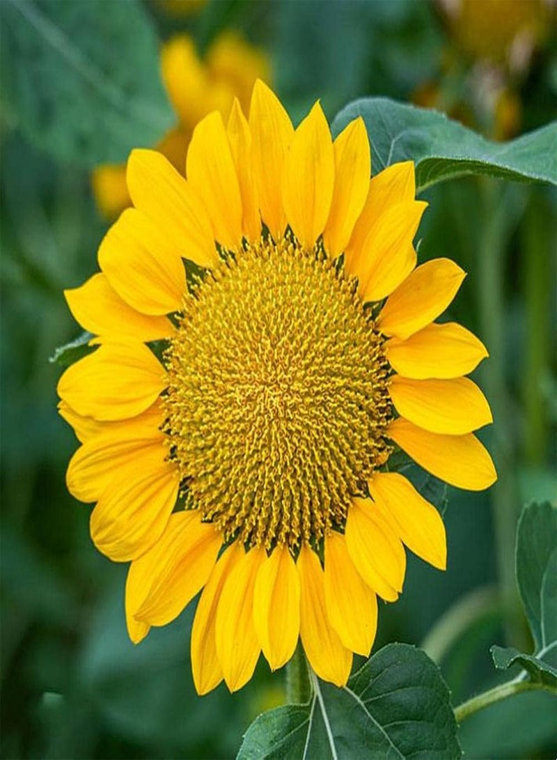 جي جوت 30 قطعة من بذور عباد الشمس مزروعة على مدار العام، بتلات مرتبة بدقة، فترة ازدهار طويلة مناسبة لتزيين حواف الحديقة - Image 3