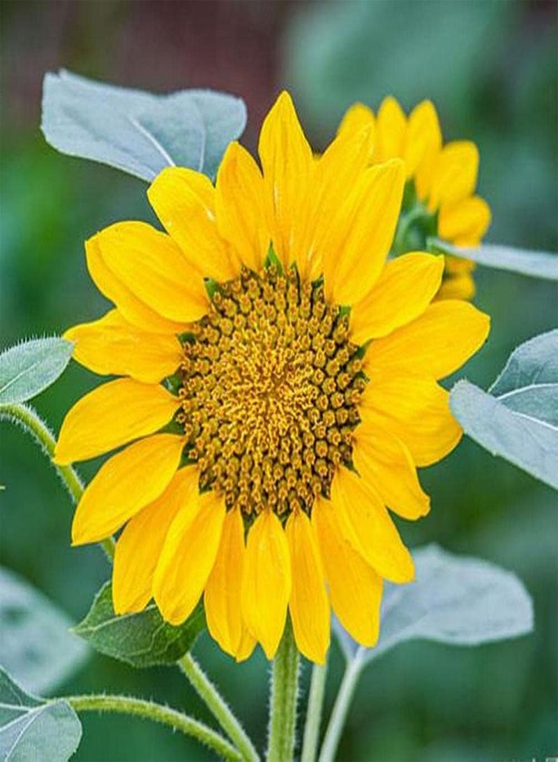 جي جوت 30 قطعة من بذور عباد الشمس مزروعة على مدار العام، بتلات مرتبة بدقة، فترة ازدهار طويلة مناسبة لتزيين حواف الحديقة - Image 2