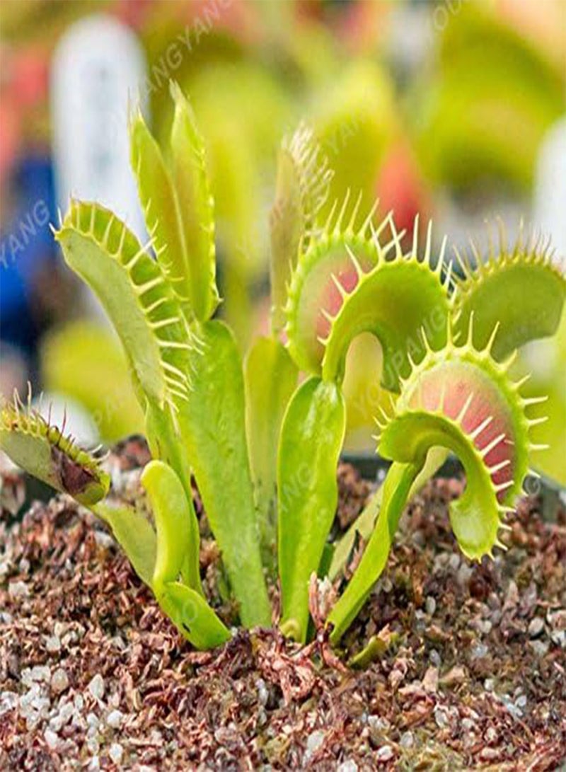 GGOOT Seeds 20 pcs Drosera Clip Venere jugging Seeds insectivori Garden Plant The Seeds of The Family Bonsai in vase semi  Indoor Perennial Jacket ciaippamosche Green Seed  - Image 1
