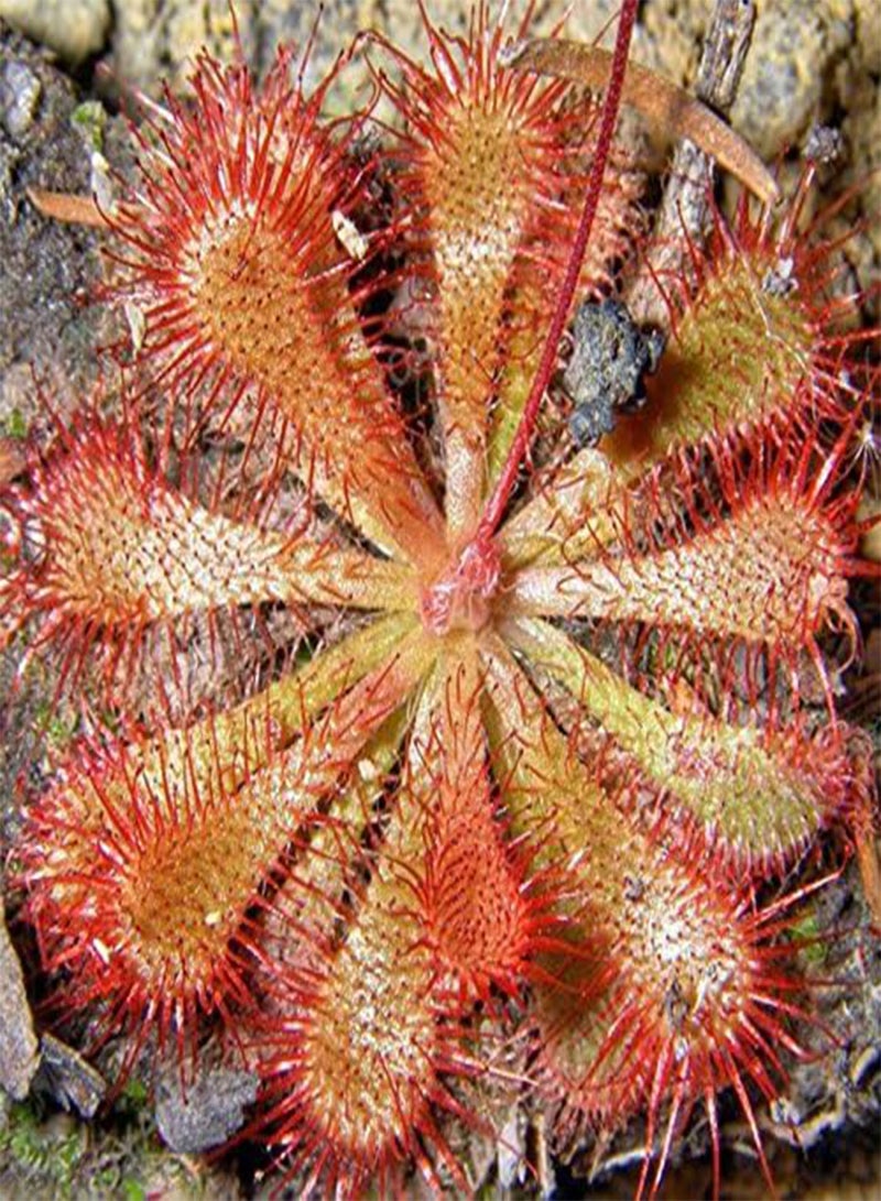 GGOOT Seeds 20 pcs Drosera Clip Venere jugging Seeds insectivori Garden Plant The Seeds of The Family Bonsai in vase semi  Indoor Perennial Jacket ciaippamosche Green Seed  - Image 3
