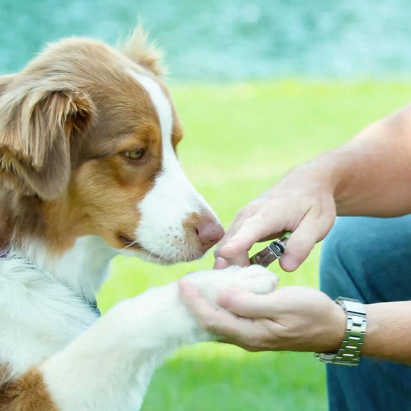 Coastal Pet - Safari Guillotine Dog Nail Trimmer - Double-Bladed Guillotine Style Dog Nail Trimmers - Owner-Friendly Vinyl Grip - for Medium to Large Dogs - Large (5" L x 3" W) - Image 2