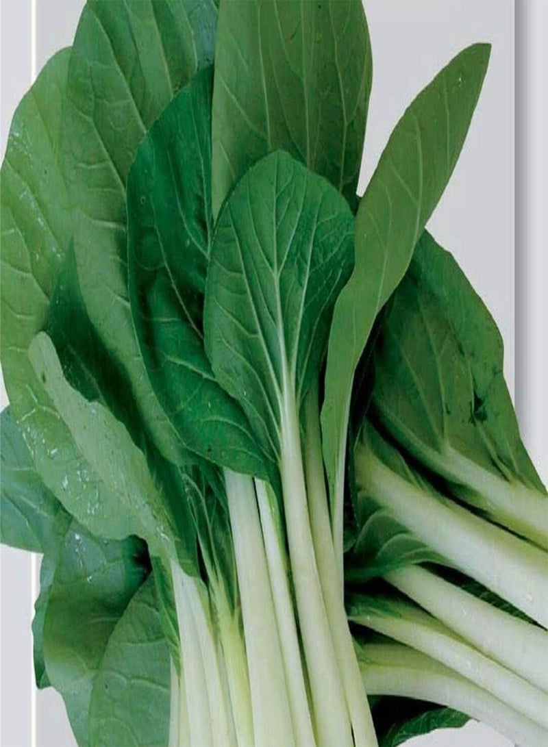 جي جوت بذور الملفوف الصيني باك تشوي