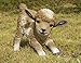 Hi-Line Gift Ltd Hi-Line Gift Ltd. Small Brown & White Baby Lamb Playing  - Image 2