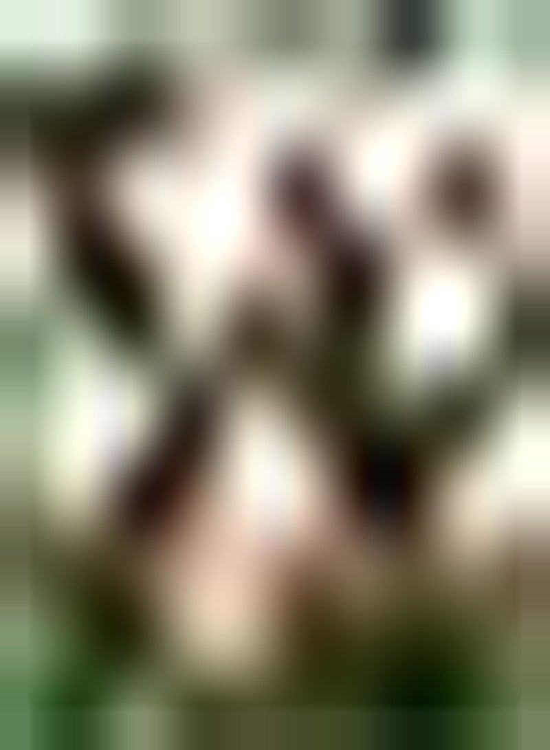 GGOOT 10pcs Gemengde Kleur Tulpenbollen Tuin Exotische Vaste Planten Containers Ideale Boeketten voor Visueel Plezier Mooi Decor Minder Moeilijkheidsgraad - Image 2