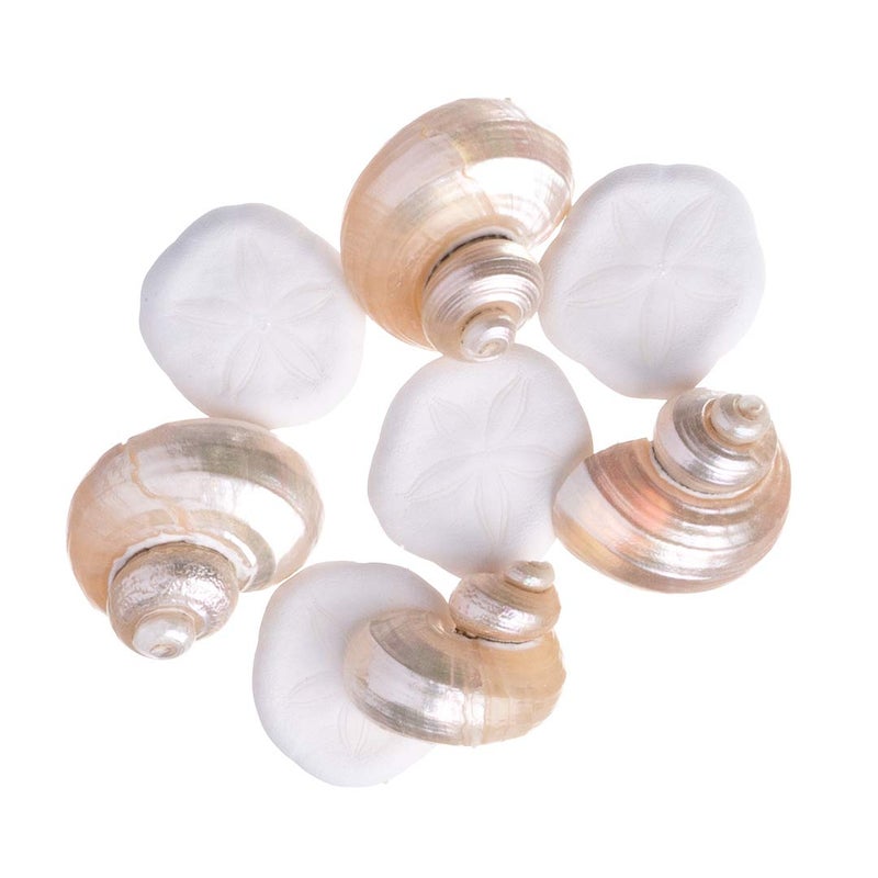 Nautical Crush Trading Sea Shells - White Real Mixed Beach Seashells (25 Pieces) with Starfish & Sea Glass - Shells for Crafts - Ocean Decor - Beach Party Decorations - Seashell Decor - Large Shells Crafts - Image 2