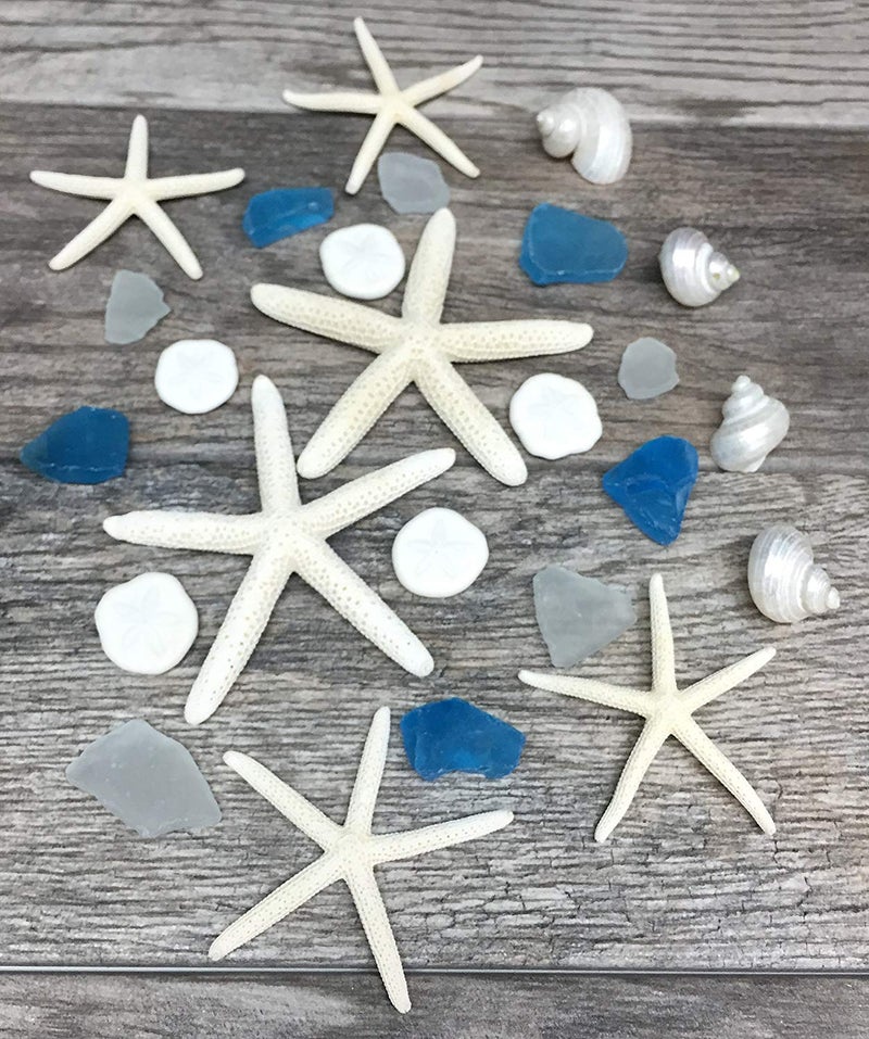 Nautical Crush Trading Sea Shells - White Real Mixed Beach Seashells (25 Pieces) with Starfish & Sea Glass - Shells for Crafts - Ocean Decor - Beach Party Decorations - Seashell Decor - Large Shells Crafts - Image 4