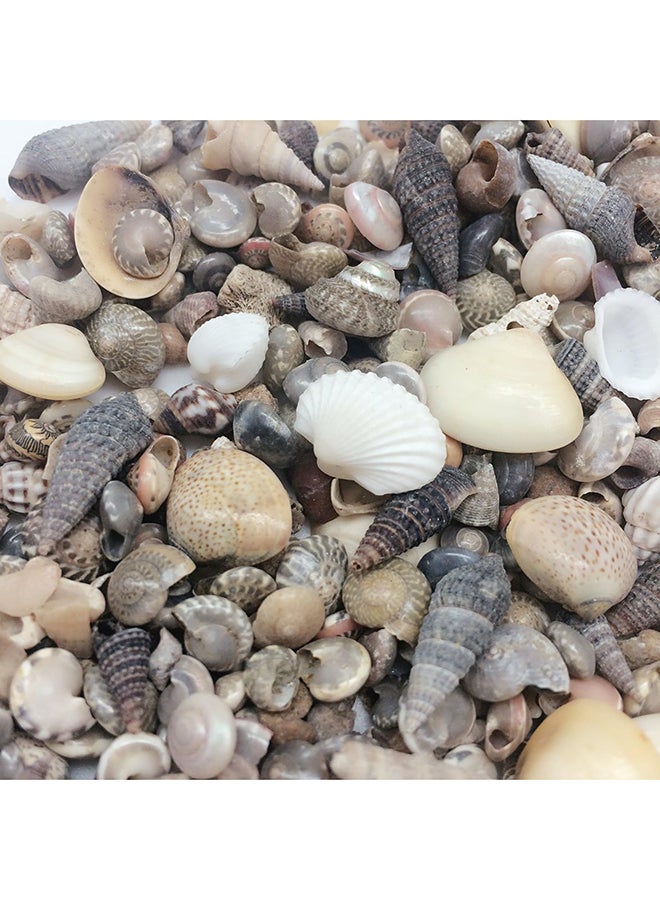 India Natural Sea Shells Mixed  Small  1/4 Inch To 1 Inch In Sizes  8 Oz  Apprx. 1500Pc Shells 