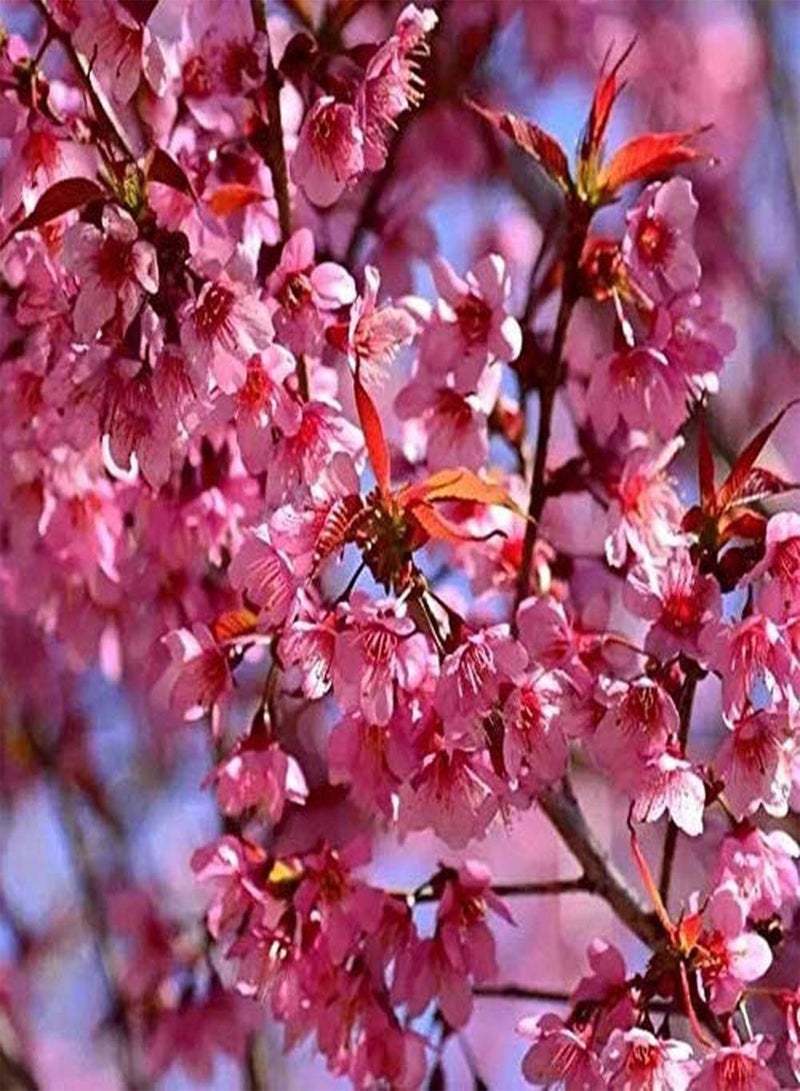 جي جوت 20 قطعة من بذور ساكورا، زهور الكرز الأحمر الوردي تتفتح في الشتاء، بذور شجرة عطرة وجميلة للزراعة في الهواء الطلق، خيار ممتاز للعرض - Image 1