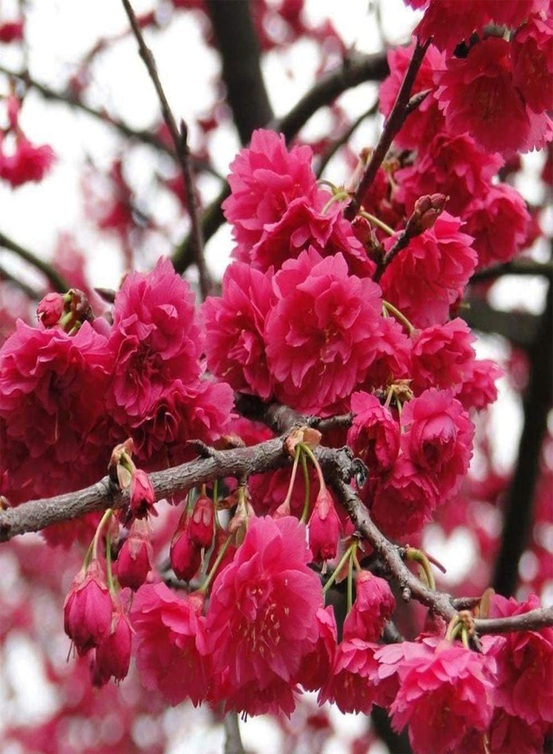 جي جوت 20 قطعة من بذور ساكورا، زهور الكرز الأحمر الوردي تتفتح في الشتاء، بذور شجرة عطرة وجميلة للزراعة في الهواء الطلق، خيار ممتاز للعرض - Image 3