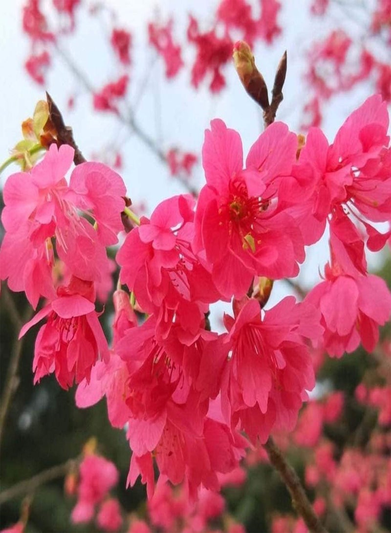 جي جوت 20 قطعة من بذور ساكورا، زهور الكرز الأحمر الوردي تتفتح في الشتاء، بذور شجرة عطرة وجميلة للزراعة في الهواء الطلق، خيار ممتاز للعرض - Image 2