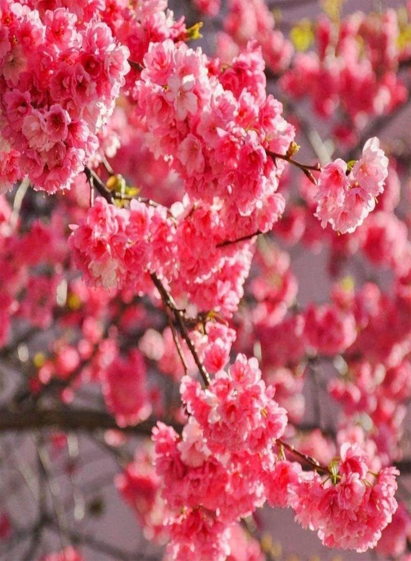 جي جوت 20 قطعة من بذور ساكورا، زهور الكرز الأحمر الوردي تتفتح في الشتاء، بذور شجرة عطرة وجميلة للزراعة في الهواء الطلق، خيار ممتاز للعرض - Image 4