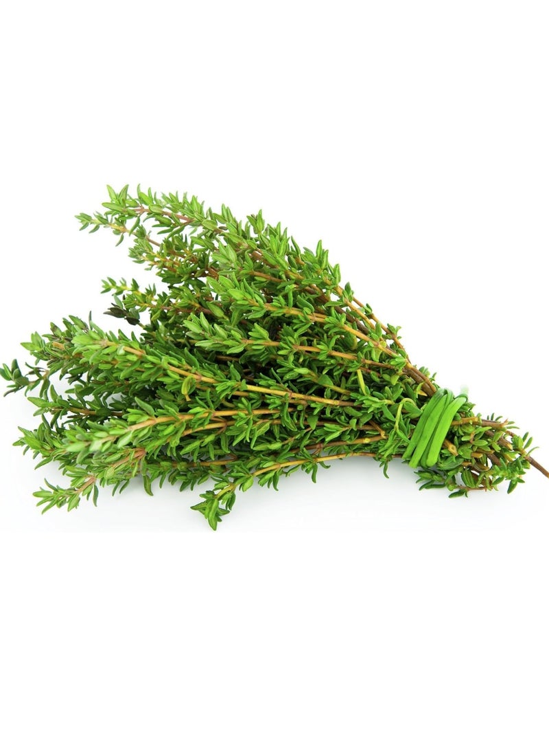 vsell24 3-Pack Organic Thyme Seeds for Planting - Non-GMO Herb Seeds, 10g Each, High Purity & Germination Rate - Image 1