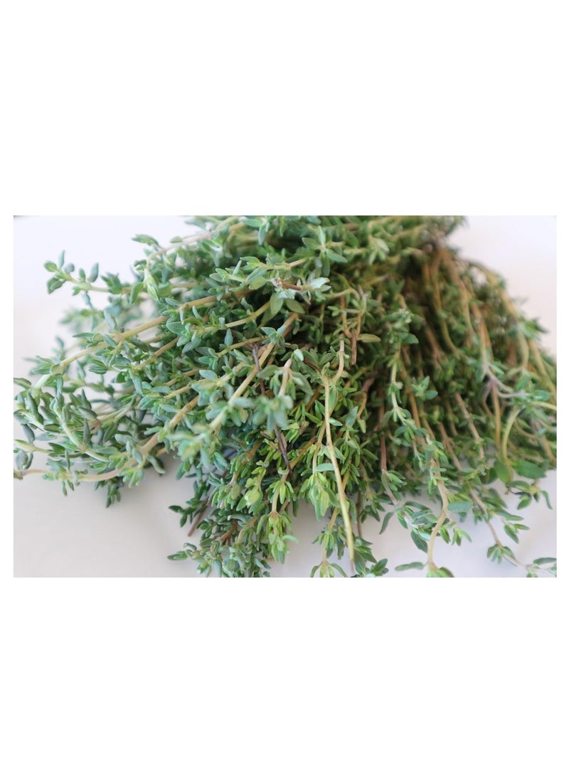 vsell24 3-Pack Organic Thyme Seeds for Planting - Non-GMO Herb Seeds, 10g Each, High Purity & Germination Rate - Image 2