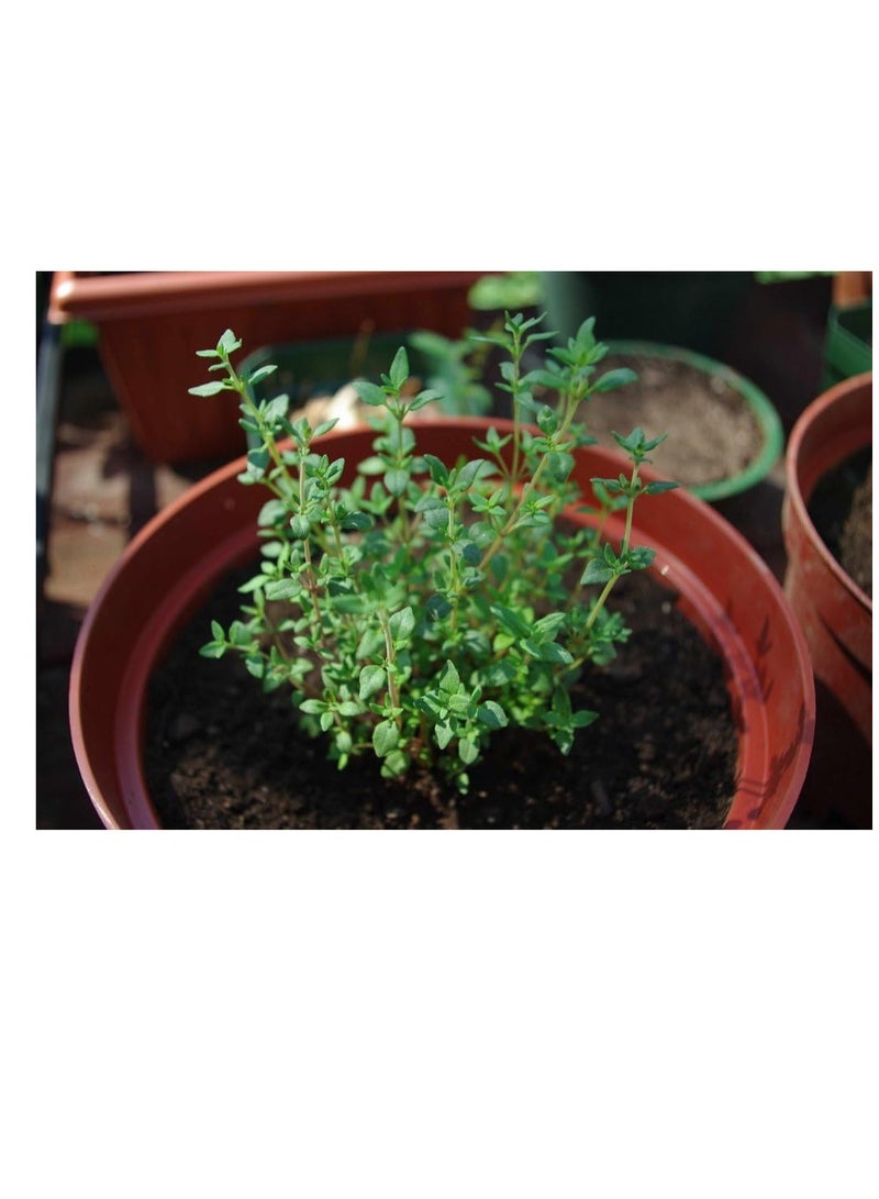 vsell24 3-Pack Organic Thyme Seeds for Planting - Non-GMO Herb Seeds, 10g Each, High Purity & Germination Rate - Image 3