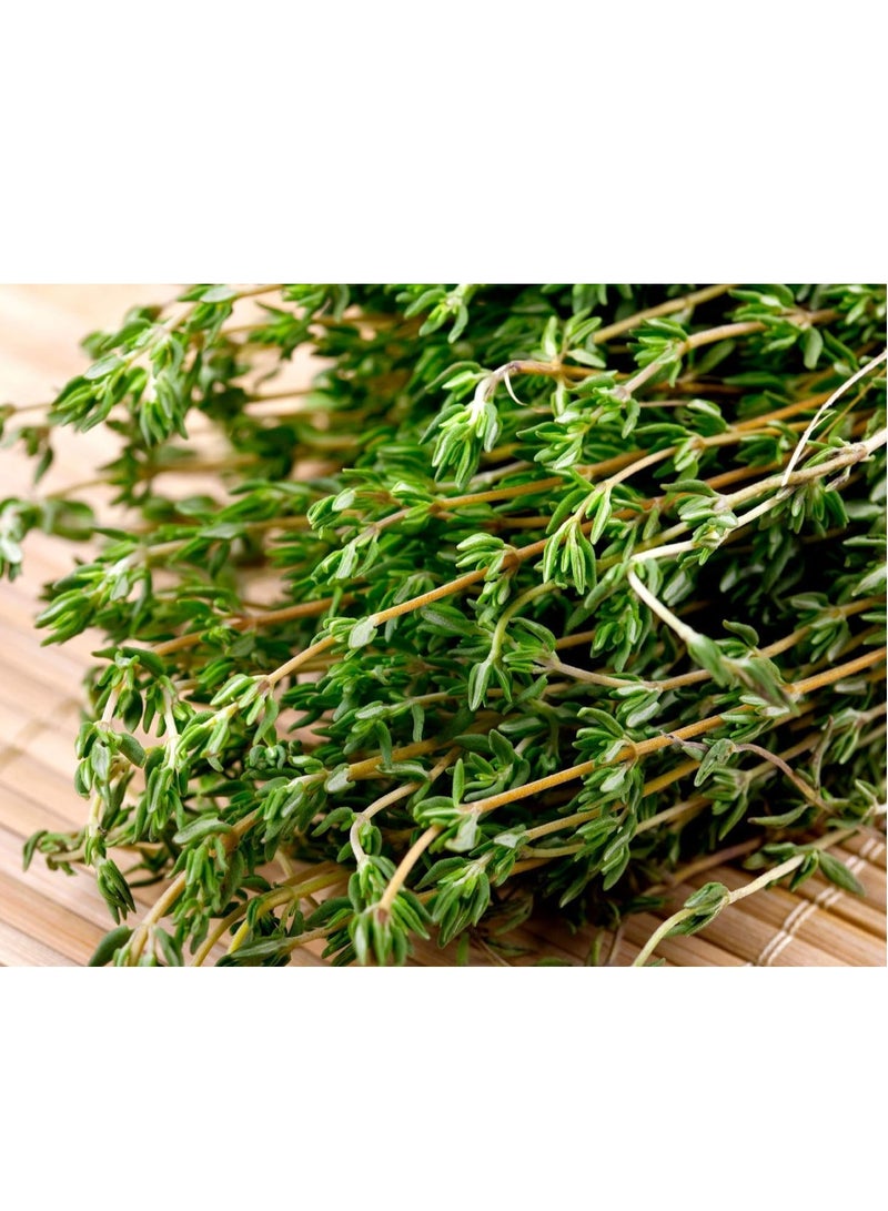 vsell24 3-Pack Organic Thyme Seeds for Planting - Non-GMO Herb Seeds, 10g Each, High Purity & Germination Rate - Image 4