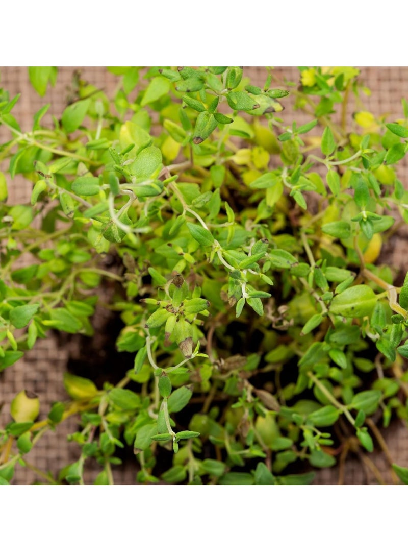 vsell24 3-Pack Organic Thyme Seeds for Planting - Non-GMO Herb Seeds, 10g Each, High Purity & Germination Rate - Image 5