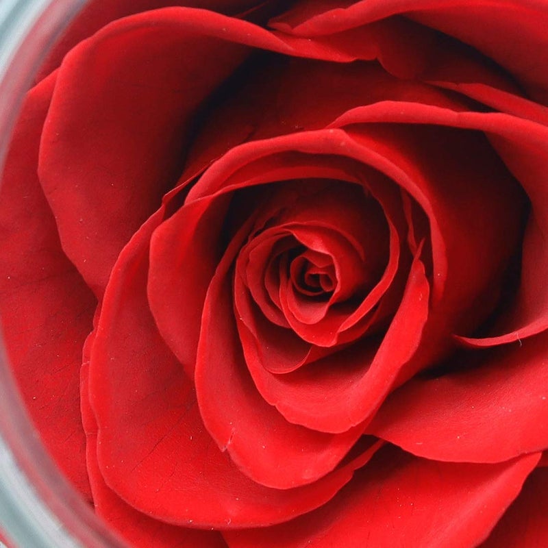 roliys Preserved Real Roses with Colorful Mood Light Wishing Bottle  Eternal Rose Never Withered Flowers  Table Decor Christmas Anniversary Valentine's  Red 4.3inch  1pcs - Image 5