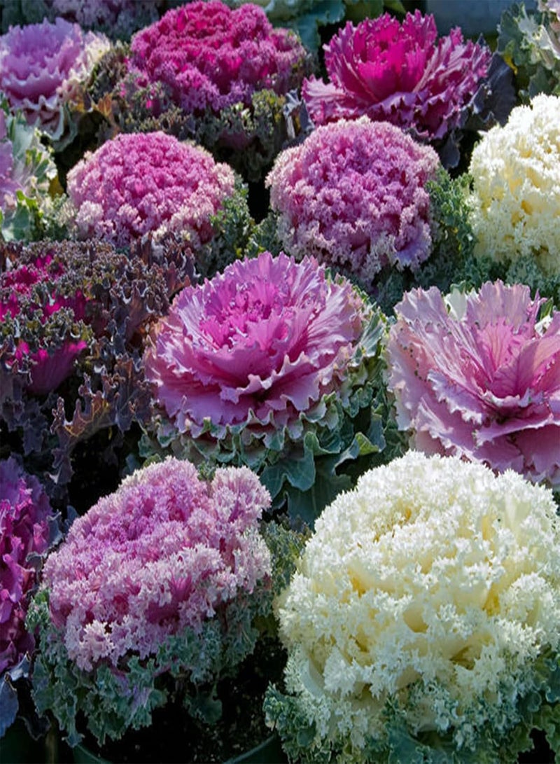 جي جوت 100 قطعة/حقيبة من بذور براسيكا أوليراسيا، عالية الإنتاجية، صديقة للبيئة، تستهلك كميات كبيرة من الماء، للحدائق - بذور براسيكا أوليراسيا - Image 3