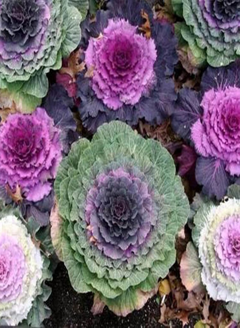 جي جوت 100 قطعة/حقيبة من بذور براسيكا أوليراسيا، عالية الإنتاجية، صديقة للبيئة، تستهلك كميات كبيرة من الماء، للحدائق - بذور براسيكا أوليراسيا - Image 4