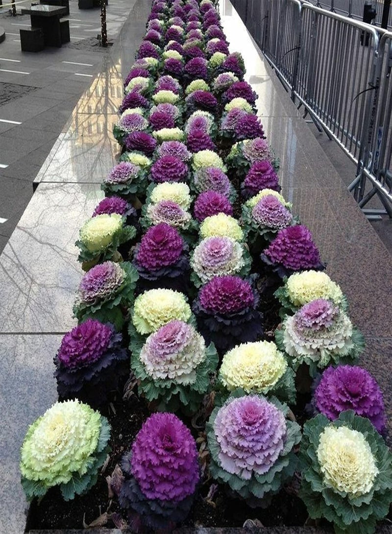 جي جوت 100 قطعة/حقيبة من بذور براسيكا أوليراسيا، عالية الإنتاجية، صديقة للبيئة، تستهلك كميات كبيرة من الماء، للحدائق - بذور براسيكا أوليراسيا - Image 2