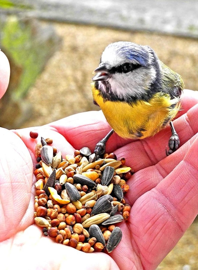 One Top Mixed Multi Seeds Nuts Natural Birds Foods 1KG for Cockatiel, Love Birds, Silver Finches, Munia, Parakeets, Parrots, Budgies, Dove Grain and Seeds and All Eating Birds - Image 3