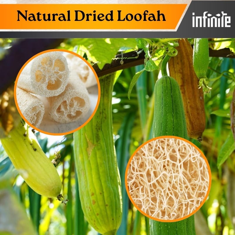 InfiniteEshop Natural Sun-Dried Bath Loofah Sponge | Organic Luffa Body Scrubber & Exfoliator for Shower | Skin Care for Men & Women | Reusable & Eco-Friendly (Brown Pack of 2) - Image 4