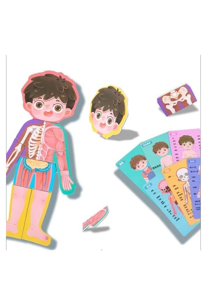 Wooden Human Body Parts Structure Jigsaw Puzzle Set for Kids Toys Parts of Body Organs Muscles Safety Education Puzzle Cards 6+ Years (Boy) - Image 2