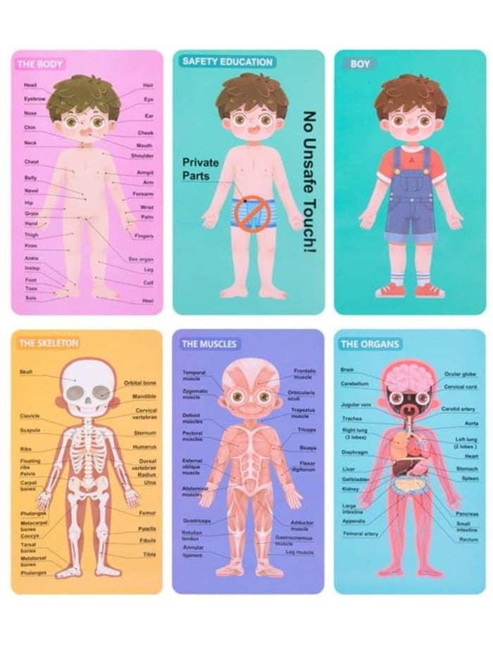 Wooden Human Body Parts Structure Jigsaw Puzzle Set for Kids Toys Parts of Body Organs Muscles Safety Education Puzzle Cards 6+ Years (Boy) - Image 4