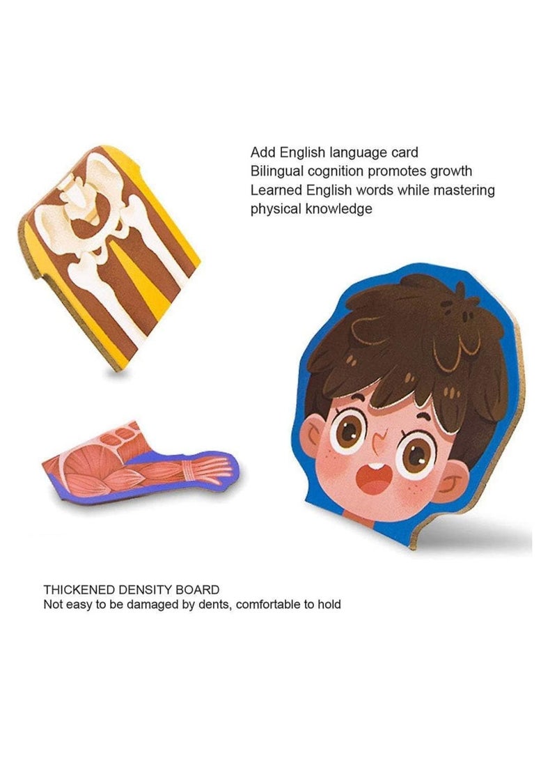 Wooden Human Body Parts Structure Jigsaw Puzzle Set for Kids Toys Parts of Body Organs Muscles Safety Education Puzzle Cards 6+ Years (Boy) - Image 3
