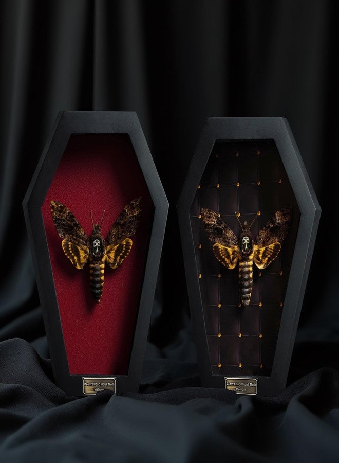 VINADECOR Real Death Head Moth White Skull Acherontia Gothic Witchy Spooky Halloween Butterfly Entomology Shadow Box Insect Oddity Curiosities Taxidermy Wall Art Home Decor Living Gallery CF18-01-DO-MT - Image 4